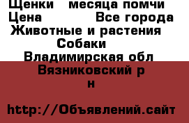 Щенки 4 месяца-помчи › Цена ­ 5 000 - Все города Животные и растения » Собаки   . Владимирская обл.,Вязниковский р-н